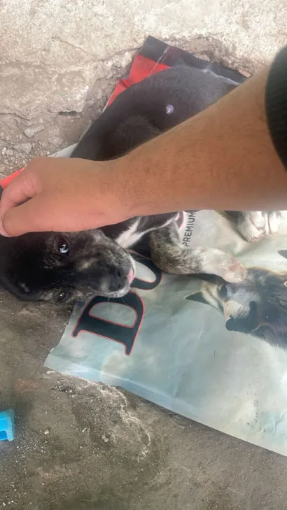 Cachorro raça SRD-ViraLata idade 2 a 6 meses nome Não tem nome