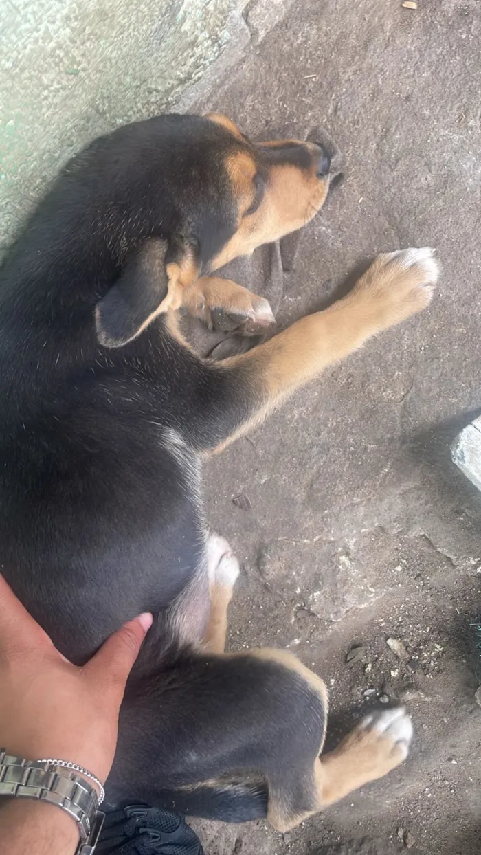 Cachorro raça SRD-ViraLata idade 2 a 6 meses nome Não tem nome