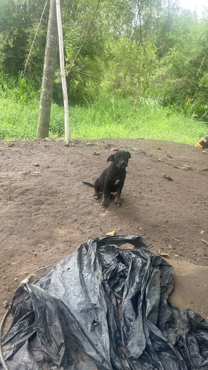 Cachorro raça SRD-ViraLata idade 2 a 6 meses nome Não tem nome