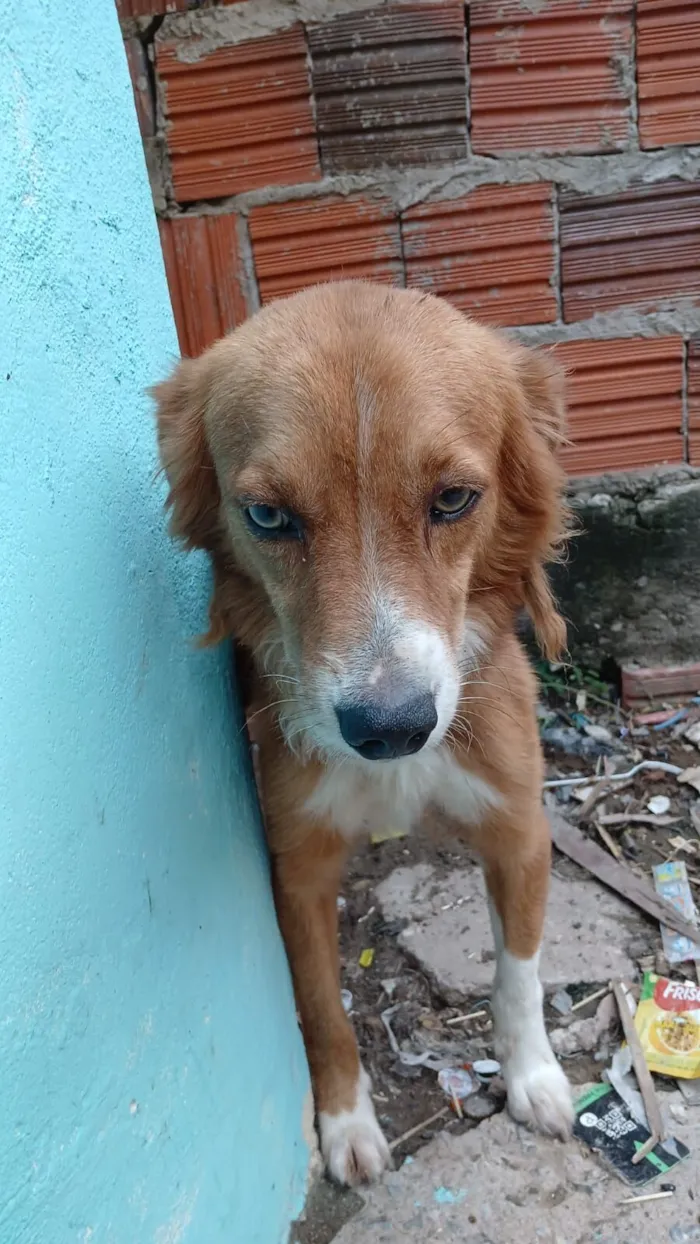 Cachorro raça SRD-ViraLata idade 1 ano nome PABLO HENRIQUE SOUZA DE OLIVEIRA