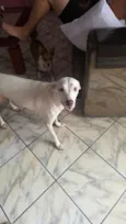 Cachorro raça SRD-ViraLata idade 1 ano nome Sem nome 