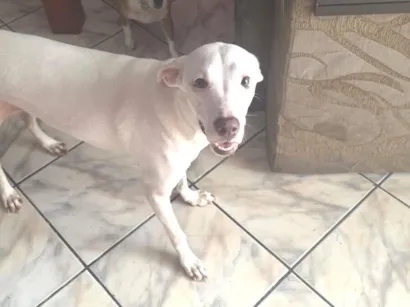 Cachorro raça SRD-ViraLata idade 1 ano nome Sem nome 