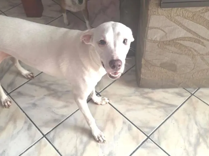 Cachorro raça SRD-ViraLata idade 1 ano nome Sem nome 