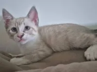 Cachorro raça SRD-ViraLata idade Abaixo de 2 meses nome Layla