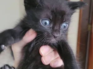 Gato raça SRD-ViraLata idade Abaixo de 2 meses nome Sem nome