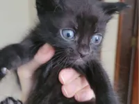 Gato raça SRD-ViraLata idade Abaixo de 2 meses nome Sem nome