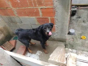 Cachorro raça Rottweiler idade 4 anos nome Pit