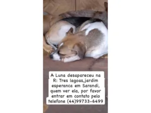 Cachorro raça SRD-ViraLata idade 1 ano nome LUNA