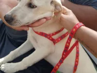 Cachorro raça SRD-ViraLata idade 2 a 6 meses nome Amora