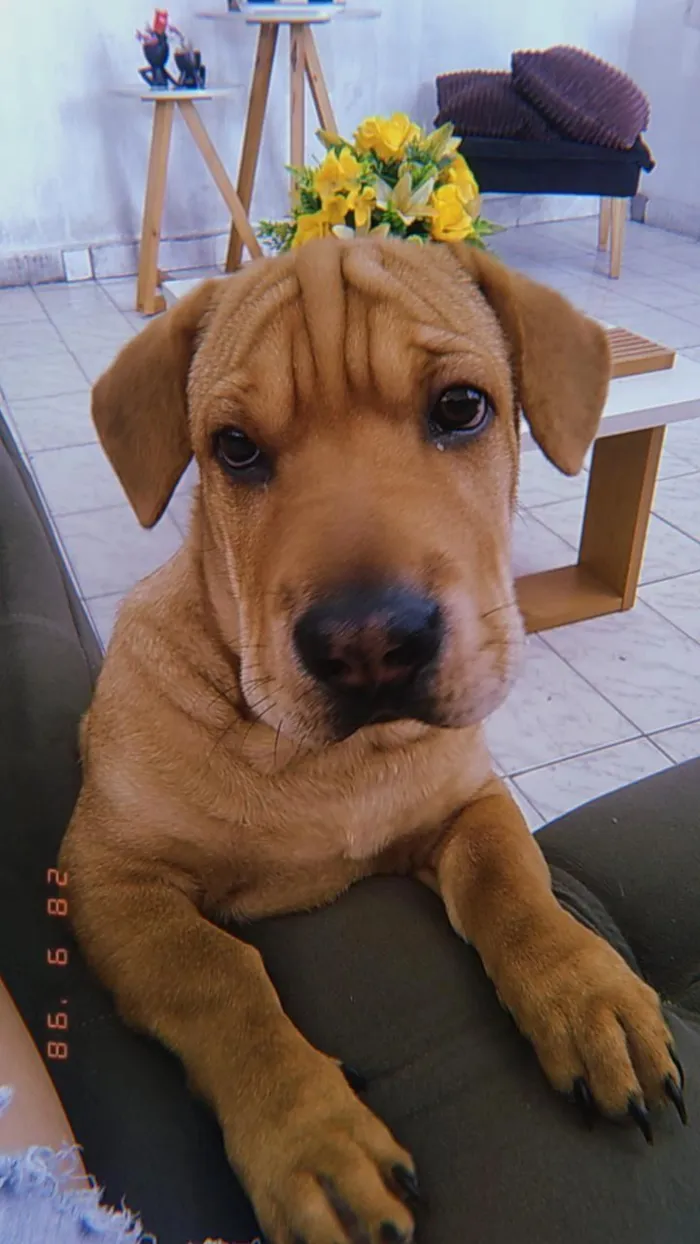 Cachorro raça Shar Pei idade 7 a 11 meses nome Poronto