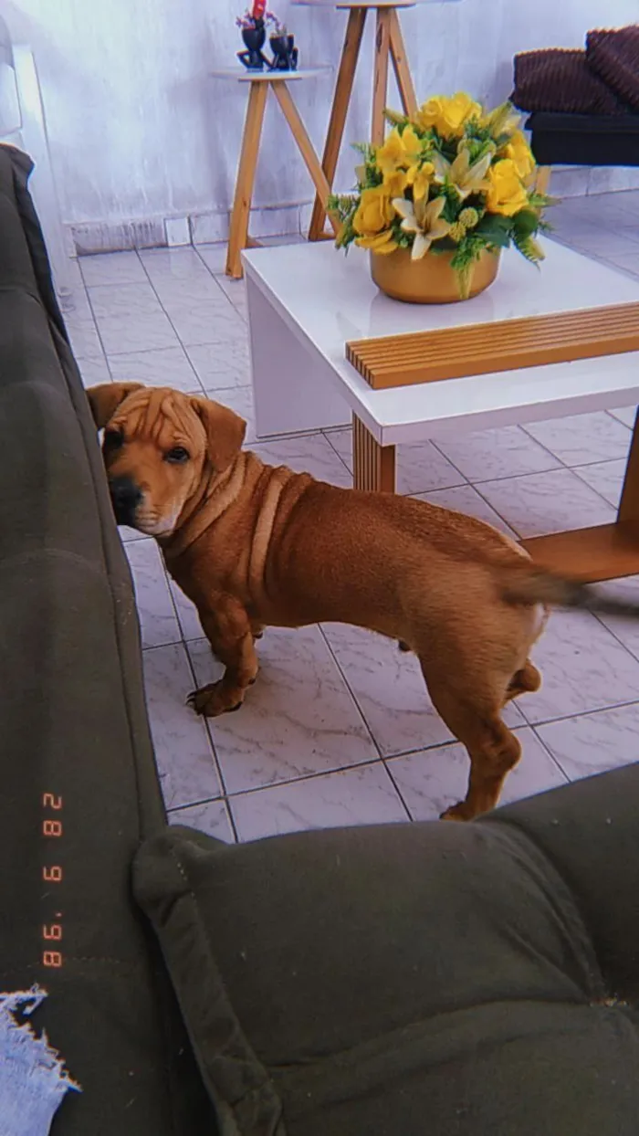 Cachorro raça Shar Pei idade 7 a 11 meses nome Poronto