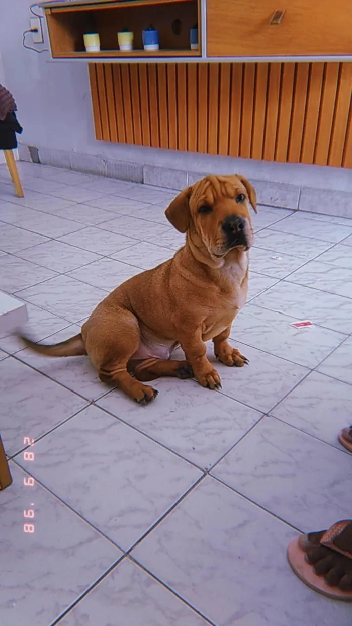 Cachorro raça Shar Pei idade 7 a 11 meses nome Poronto
