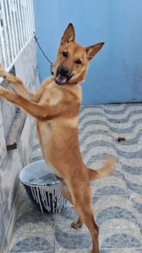 Cachorro raça SRD-ViraLata idade 2 a 6 meses nome Marley 