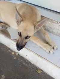 Cachorro raça Pastor Alemão idade 7 a 11 meses nome Scot