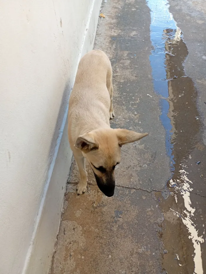 Cachorro raça Pastor Alemão idade 7 a 11 meses nome Scot