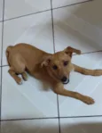 Cachorro raça SRD-ViraLata idade 2 a 6 meses nome Juma