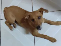 Cachorro raça SRD-ViraLata idade 2 a 6 meses nome Juma