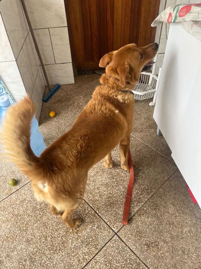 Cachorro raça SRD-ViraLata idade 6 ou mais anos nome Stuart