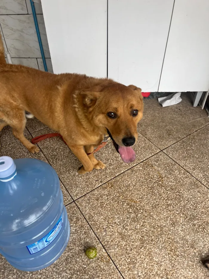 Cachorro raça SRD-ViraLata idade 6 ou mais anos nome Stuart