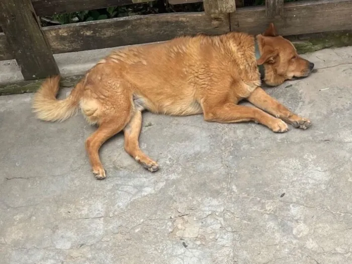 Cachorro raça SRD-ViraLata idade 6 ou mais anos nome Stuart