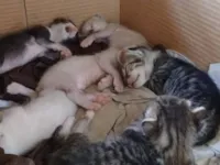 Gato raça SRD-ViraLata idade Abaixo de 2 meses nome sêxtuplos