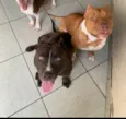 Cachorro raça Pit-Bull idade 2 anos nome Pandora e revoada 