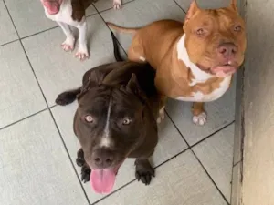 Cachorro raça Pit-Bull idade 2 anos nome Pandora e revoada 