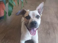 Cachorro raça SRD-ViraLata idade 7 a 11 meses nome Meg