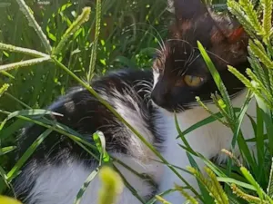 Gato raça SRD-ViraLata idade 7 a 11 meses nome Oreo