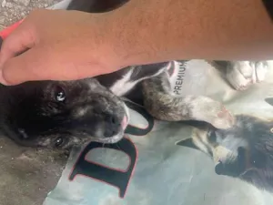 Cachorro raça SRD-ViraLata idade 2 a 6 meses nome Não tem nome