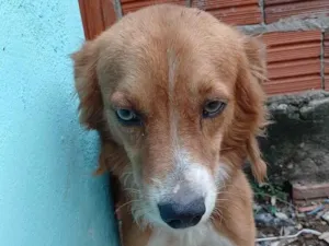 Cachorro raça SRD-ViraLata idade 1 ano nome PABLO HENRIQUE SOUZA DE OLIVEIRA