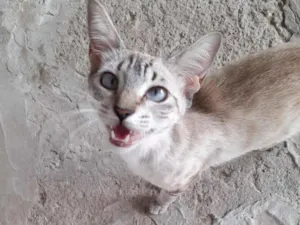 Gato raça SRD-ViraLata idade 7 a 11 meses nome Mel