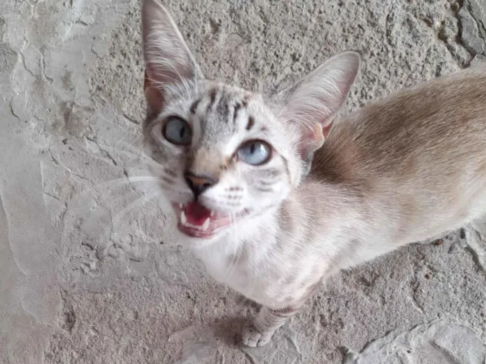 Gato raça SRD-ViraLata idade 7 a 11 meses nome Mel