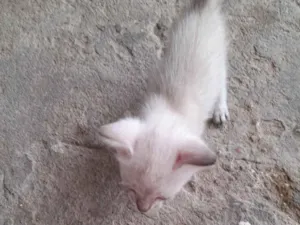 Gato raça SRD-ViraLata idade 2 a 6 meses nome Bobo