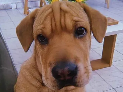 Cachorro raça Shar Pei idade 7 a 11 meses nome Poronto