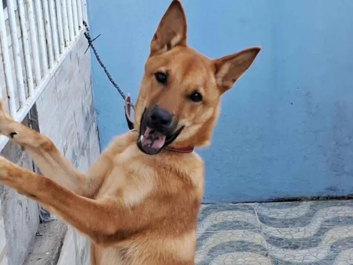 Cachorro raça SRD-ViraLata idade 2 a 6 meses nome Marley 