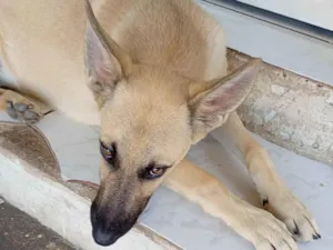 Cachorro raça Pastor Alemão idade 7 a 11 meses nome Scot