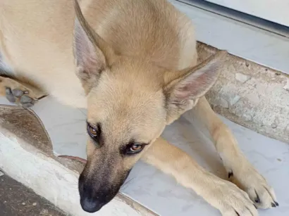 Cachorro raça Pastor Alemão idade 7 a 11 meses nome Scot