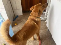 Cachorro raça SRD-ViraLata idade 6 ou mais anos nome Stuart