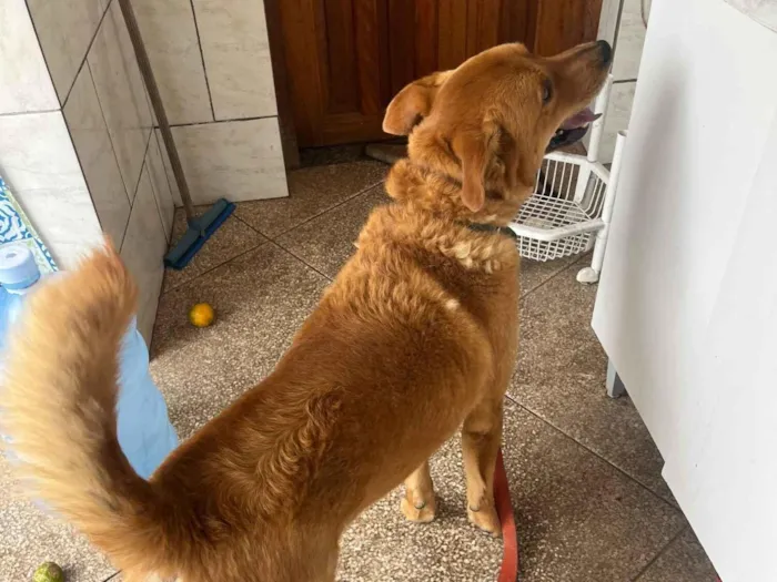 Cachorro raça SRD-ViraLata idade 6 ou mais anos nome Stuart