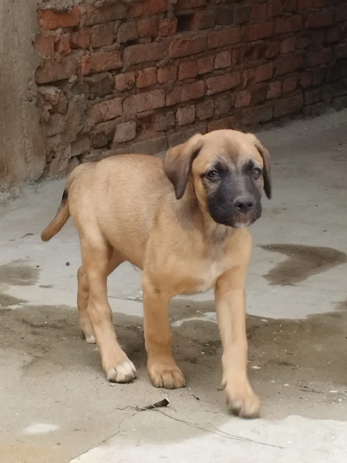 Cachorro raça SRD-ViraLata idade 2 a 6 meses nome Sem nome 