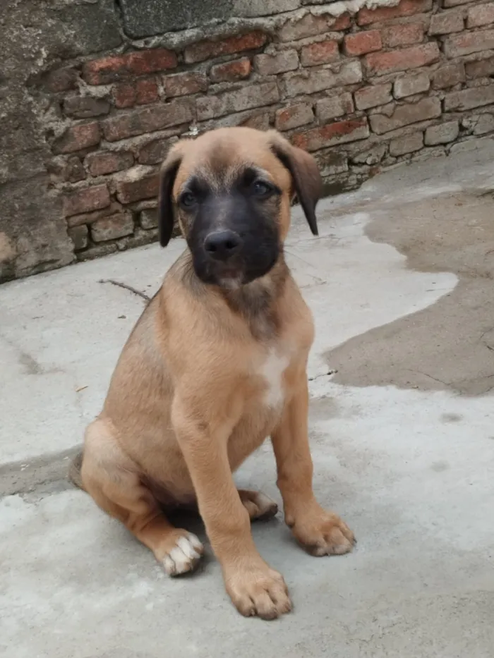 Cachorro raça SRD-ViraLata idade 2 a 6 meses nome Sem nome 