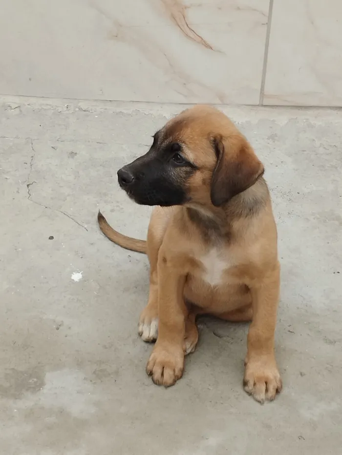 Cachorro raça SRD-ViraLata idade 2 a 6 meses nome Sem nome 