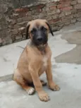 Cachorro raça SRD-ViraLata idade 2 a 6 meses nome Sem nome 