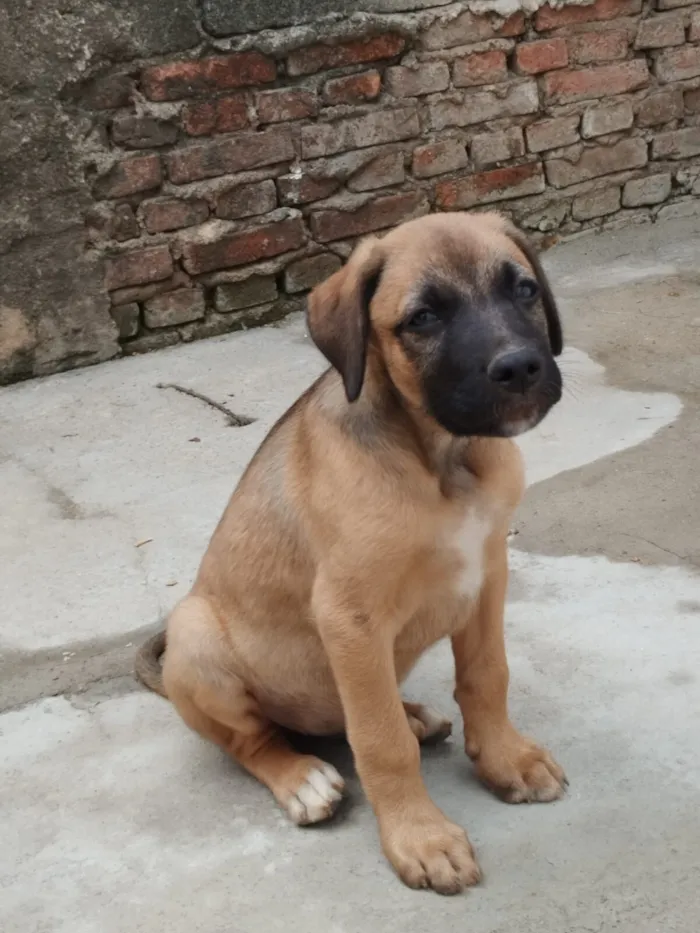 Cachorro raça SRD-ViraLata idade 2 a 6 meses nome Sem nome 