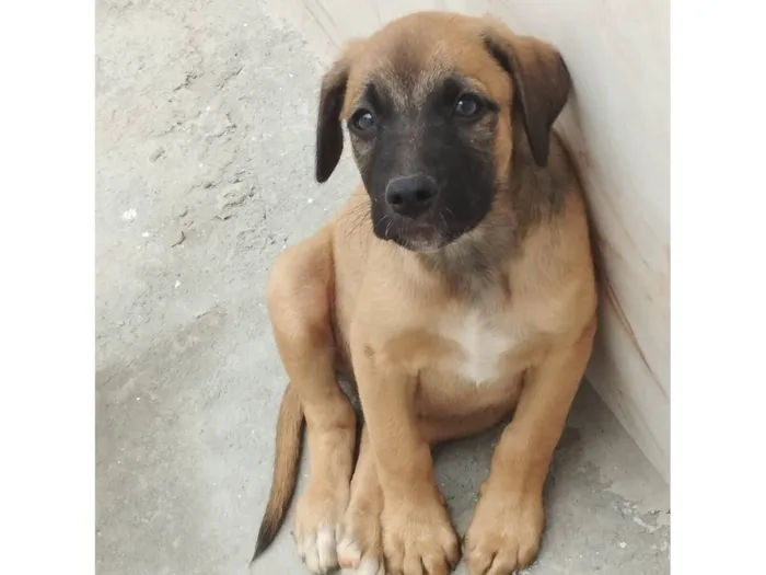 Cachorro raça SRD-ViraLata idade 2 a 6 meses nome Sem nome 