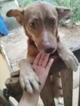 Cachorro raça SRD-ViraLata idade 6 ou mais anos nome Sem nome 