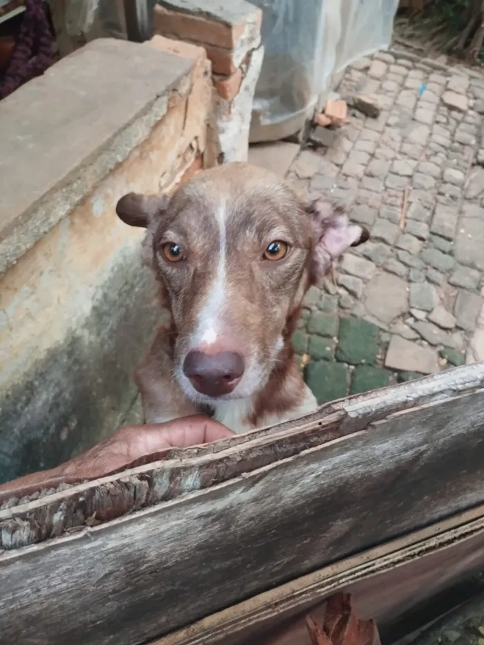 Cachorro raça SRD-ViraLata idade 6 ou mais anos nome Sem nome 