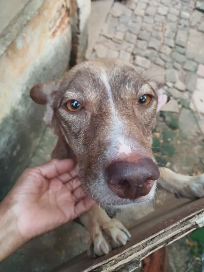 Cachorro raça SRD-ViraLata idade 6 ou mais anos nome Sem nome 