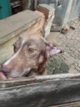 Cachorro raça SRD-ViraLata idade 6 ou mais anos nome Sem nome 